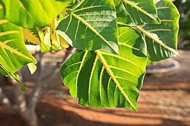 粉丝自制续集Mod《黑暗之魂：黄昏》新演示 1月21日推出