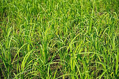 《狙击精英5》登陆部队DLC上线宣传片 新任务武器等